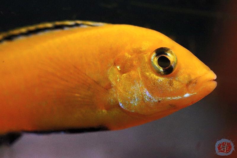 Labidochromis caeruleus 'Ruarwe'